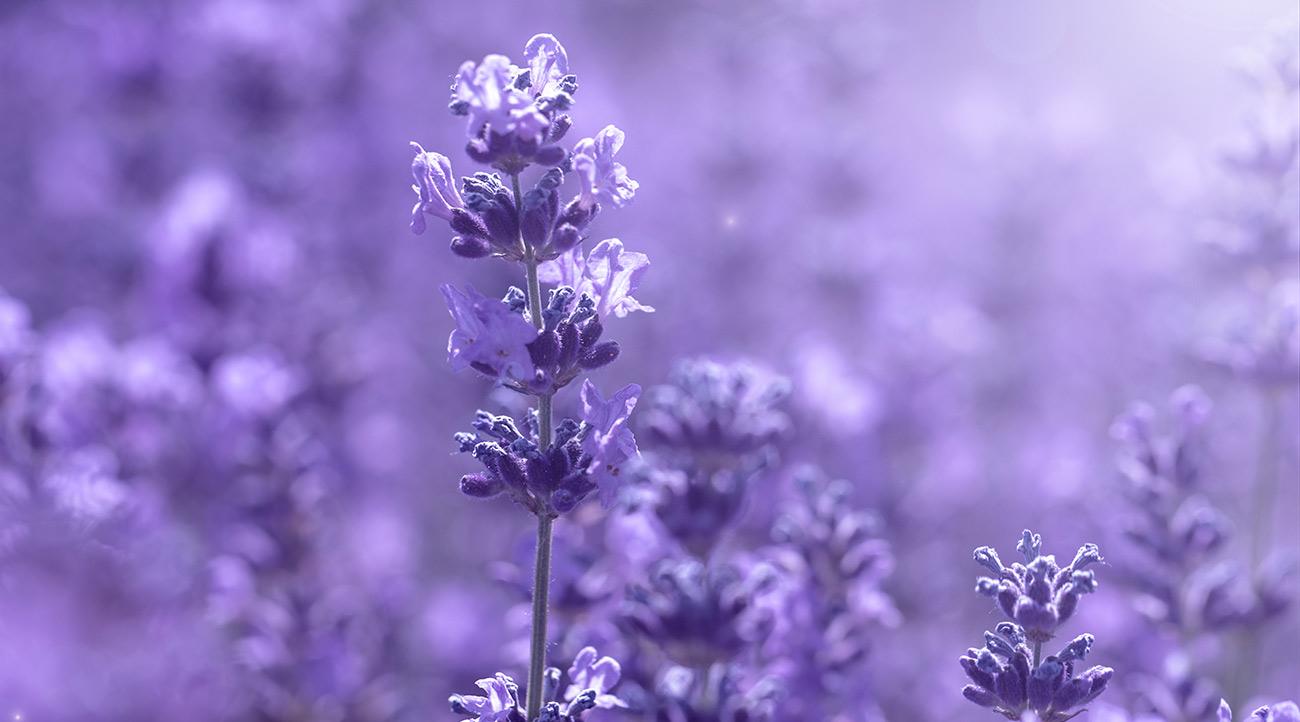 Lavendel